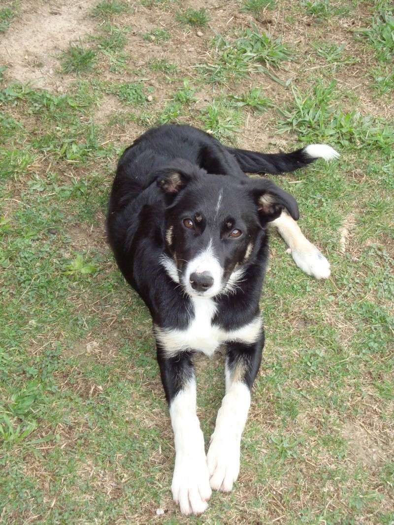  [ adoptée ]urgent cienne border collie 5 mois Dsc01010