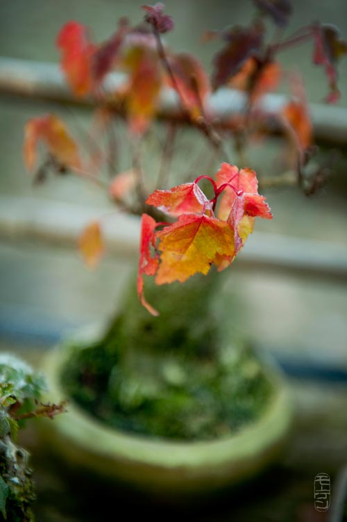 Show the Autumncolour from your bonsai - Page 2 18okt214