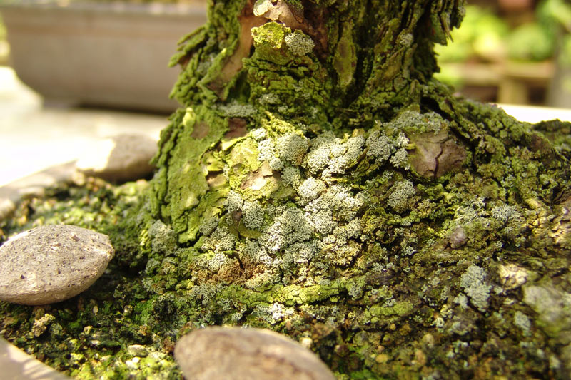 Moss Mystery Dsc02411