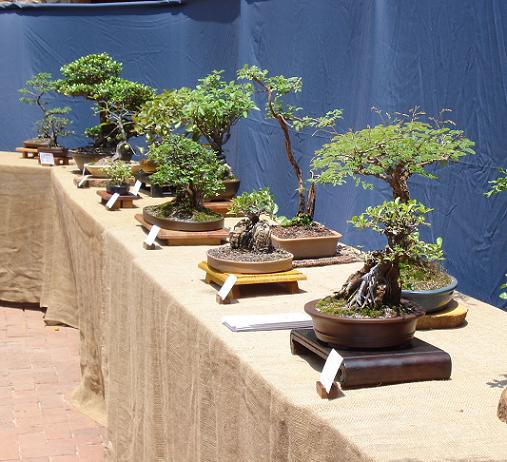 Pretoria Bonsai Kai exhibition 210