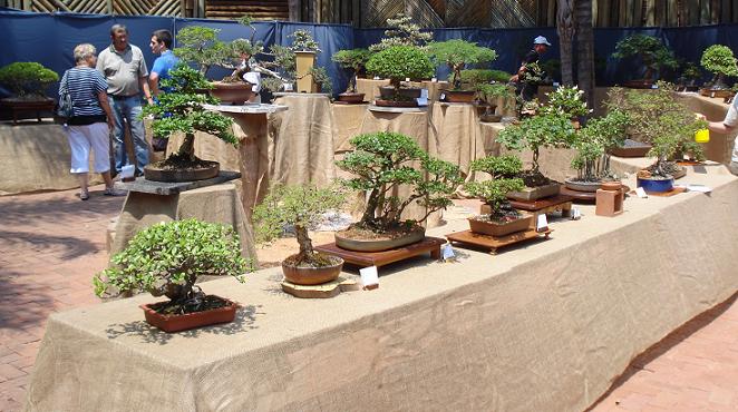 pretoria[/url] - Pretoria Bonsai Kai exhibition 310