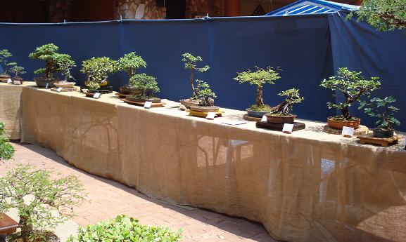Pretoria Bonsai Kai exhibition 410
