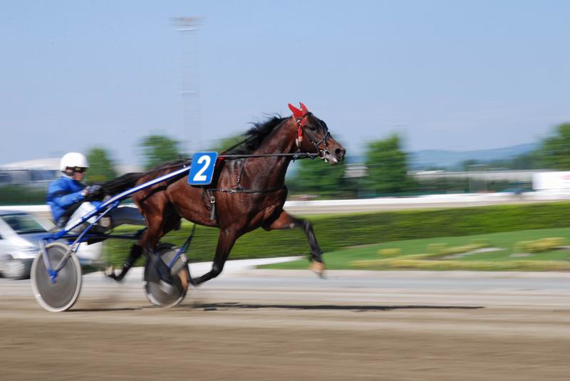 ippodromo  vinovo Cavall13