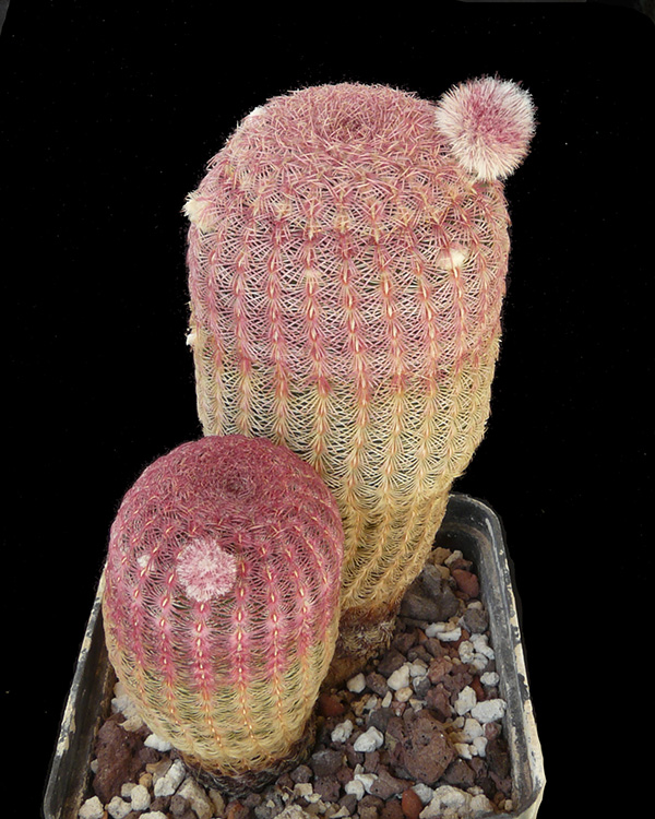 Echinocereus rigidissimus ssp.rubispinus P1050514