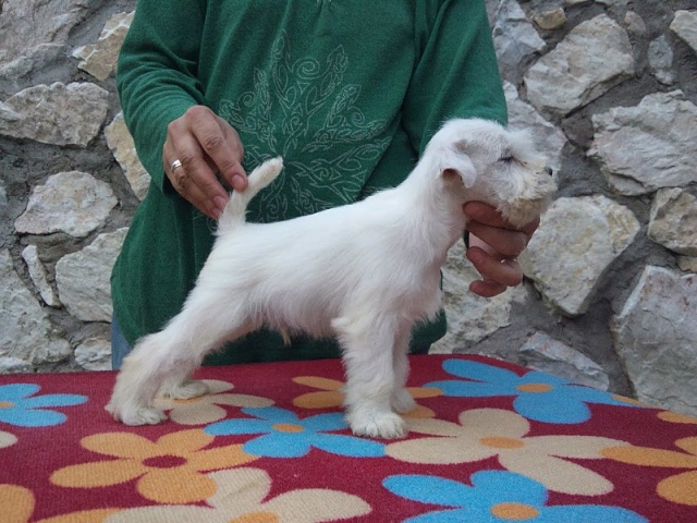  JWW Don´t Stop Me Now MMJ von Portenschlag x Int.Ch  BLAYLOCK Cassandra's Dreams - white puppies Dsc02714