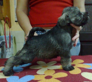 Miniature Schnauzer p/s-Russjan Ornament of Mengo Celebration x Russkyi Assorti'c Felichita Male10