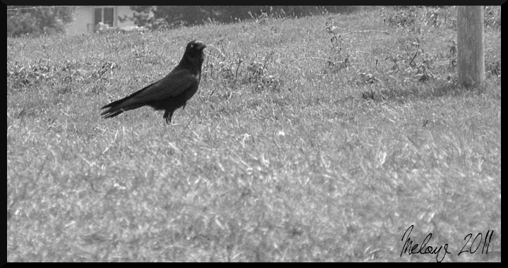 Les photographies d'une Mélopée . P5050616