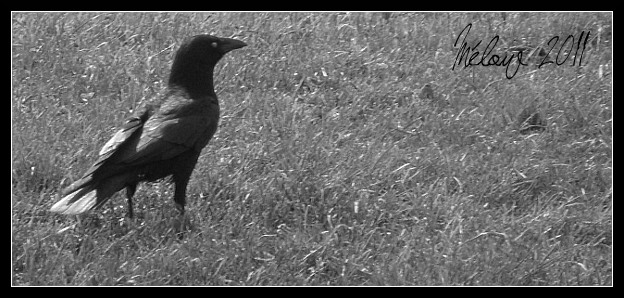 Les photographies d'une Mélopée . P5050620