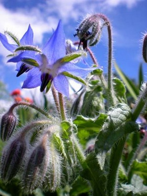 LES INSECTES Bourra10