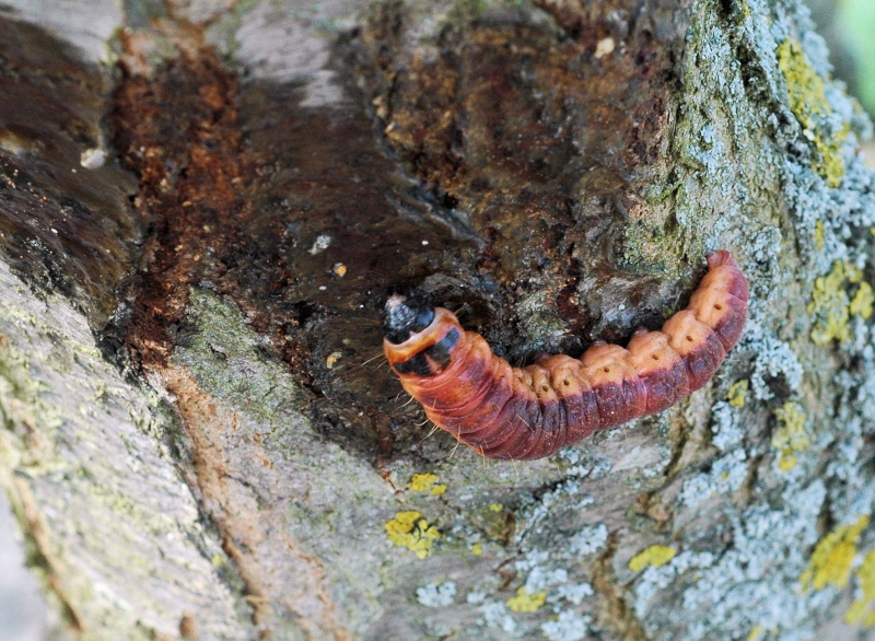 chenille du gate bois(cossus cossus) 14_gzy11