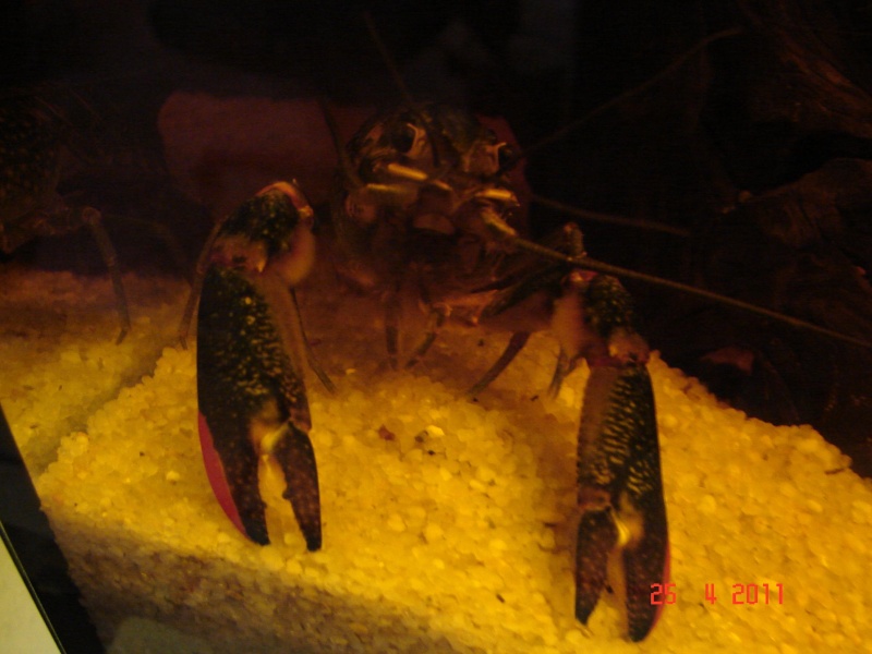 Cherax quadricarinatus Male_c10