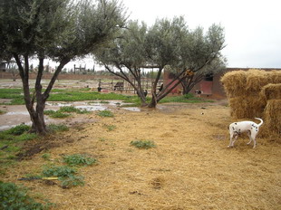 Nouvelles et quotidien du refuge d'Helga à Marrakech 053_bi10