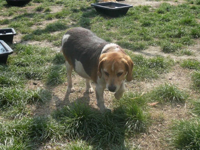 ARSENE, beagle mâle 6/7 ans, en danger au refuge (Serbie) P1020155