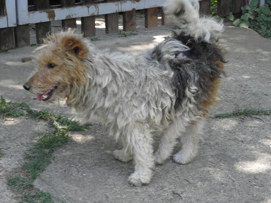 SHERLOCK - fox terrier 3/4 ans - handicapé - (Asso Mukitza Serbie) - refuge de Chateau d'olonne (85) Sherlo12