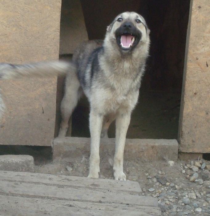 tango - TANGO-X berger M - Né en mars 2010 - taille moyenne (Carmina) - 8 ANS DE REFUGE Tango_10