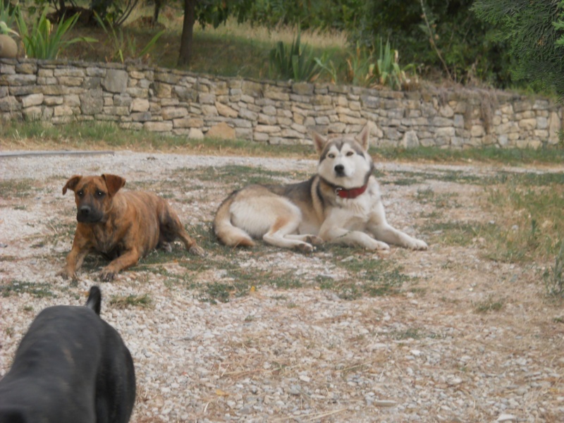 1 Cane corso + 1 Husky Dscn0722