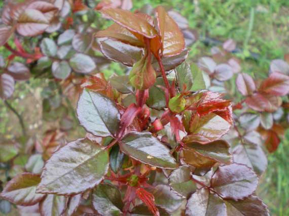 le royaume des rosiers...Vive la Rose ! 9_mars10