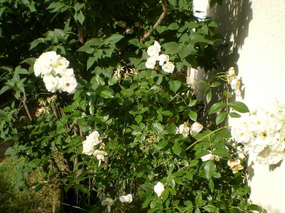 le royaume des rosiers...Vive la Rose ! Le_18_10