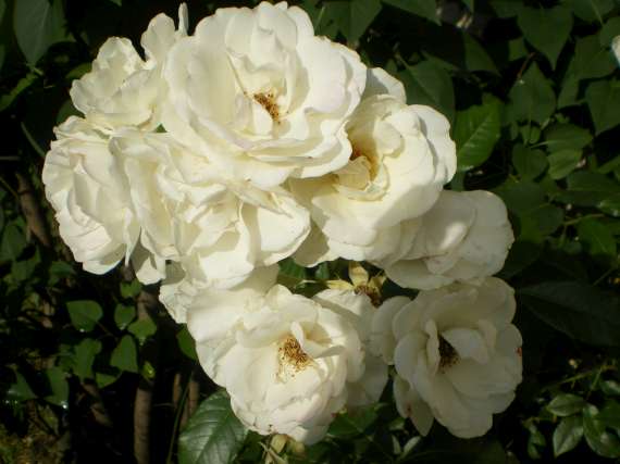 le royaume des rosiers...Vive la Rose ! Le_18_11