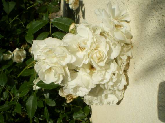 le royaume des rosiers...Vive la Rose ! Le_18_12