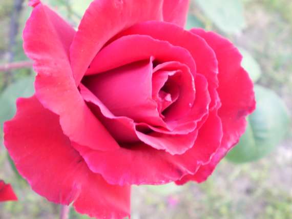 le royaume des rosiers...Vive la Rose ! Le_18_16