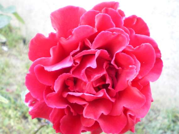 le royaume des rosiers...Vive la Rose ! Le_18_17