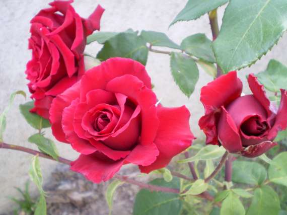 le royaume des rosiers...Vive la Rose ! Le_18_19