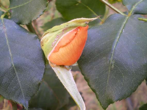 le royaume des rosiers...Vive la Rose ! Le_18_20