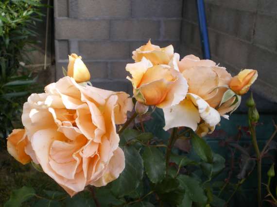 le royaume des rosiers...Vive la Rose ! Le_18_21