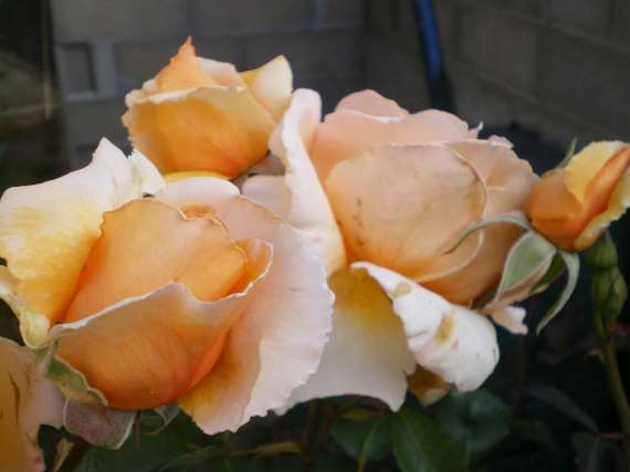 le royaume des rosiers...Vive la Rose ! Le_18_22
