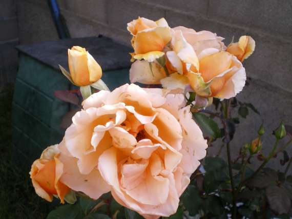 le royaume des rosiers...Vive la Rose ! Le_18_23