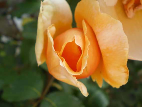 le royaume des rosiers...Vive la Rose ! Le_18_25