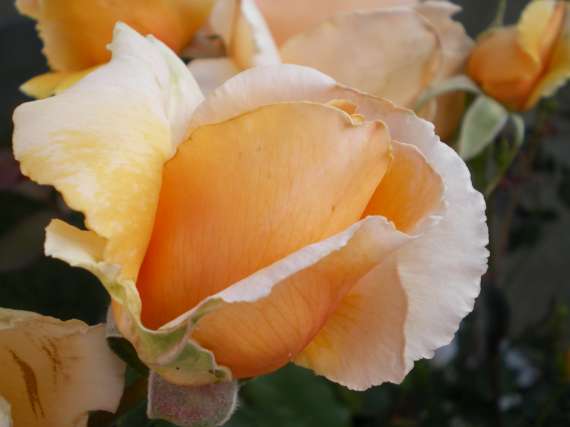 le royaume des rosiers...Vive la Rose ! Le_18_26
