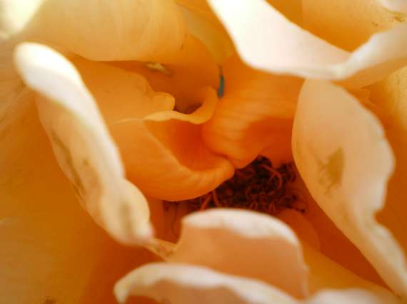 le royaume des rosiers...Vive la Rose ! Le_18_27