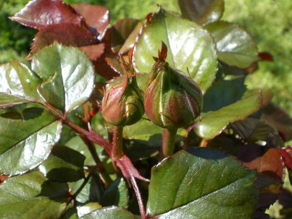 le royaume des rosiers...Vive la Rose ! Le_23_10