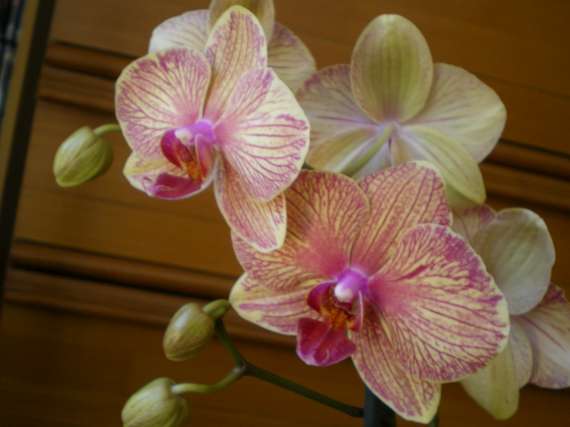 floraisons des orchidées - Page 12 Le_23_37
