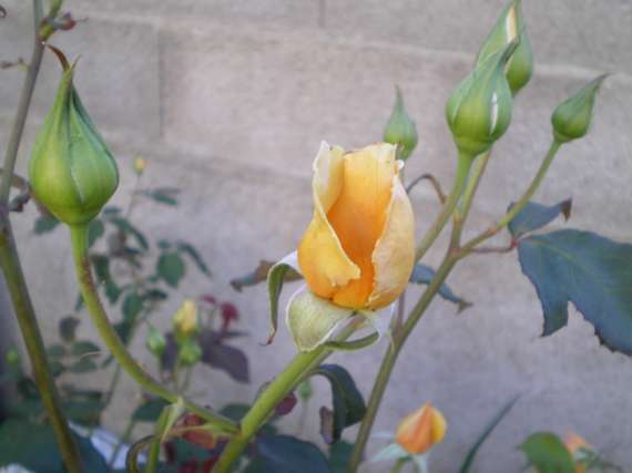 le royaume des rosiers...Vive la Rose ! - Page 2 Le_25_17