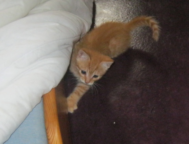  Gallagher, chaton roux environ 2 - 3 mois - M Gallag10