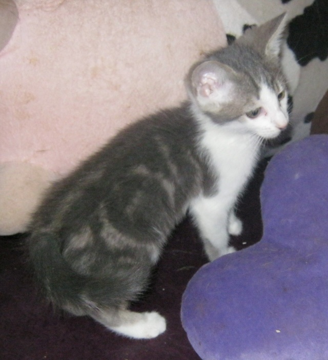 Gino, chaton tigré gris et blanc 2.5 mois - M Img_0316