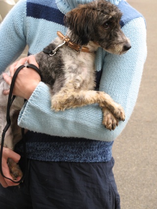 Stressy, croisée caniche 2 ans - F Stress11