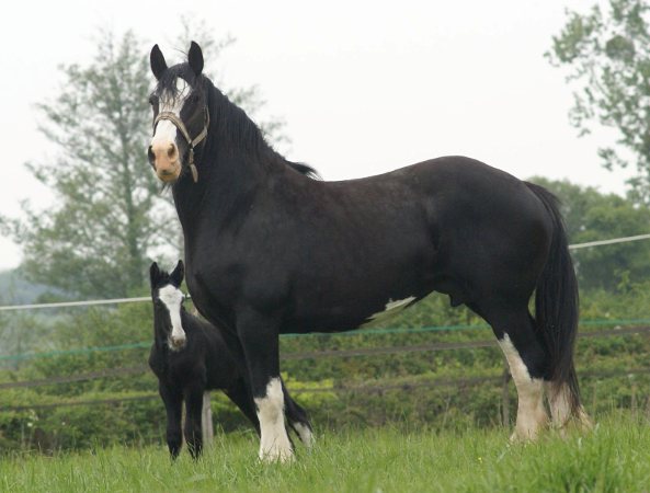 Le Shire - Le plus grand cheval au monde Dsc05010
