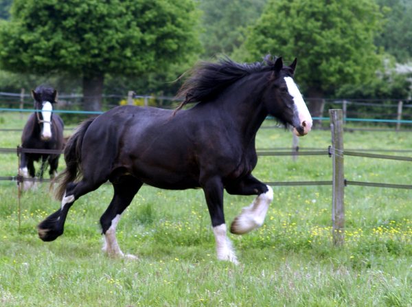 Le Shire - Le plus grand cheval au monde Victor10