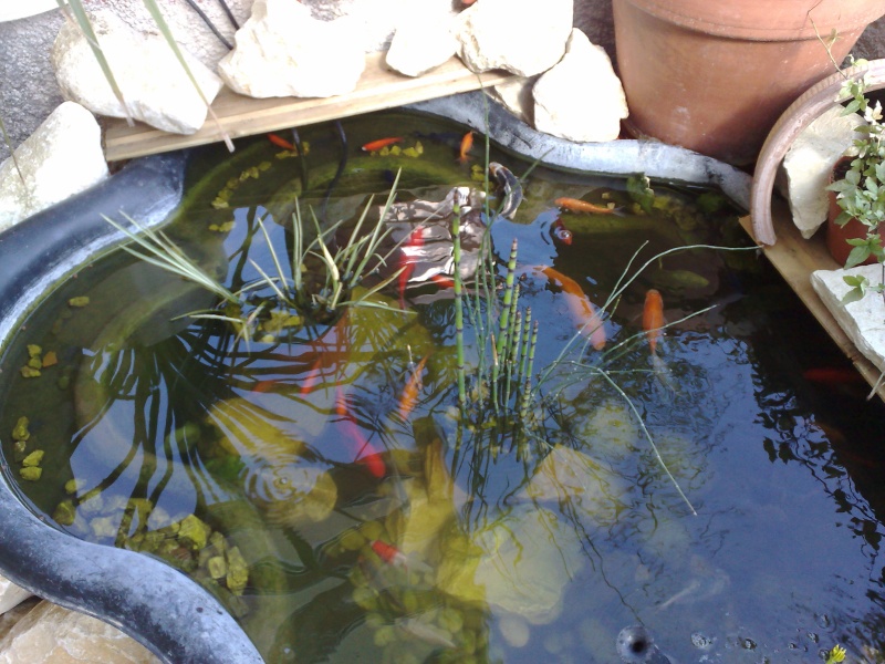 bassin poisson rouge carpe koi 10042014