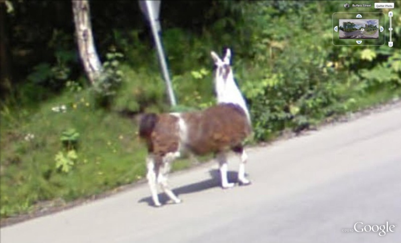 STREET VIEW : Les animaux - Page 6 Lama10