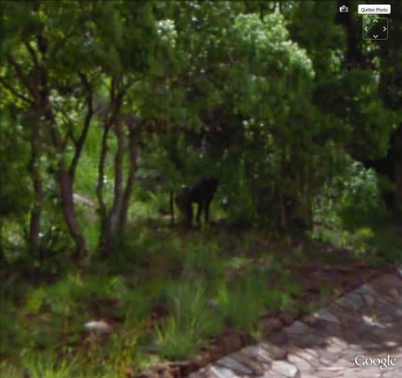 STREET VIEW : Les animaux - Page 4 Singe10