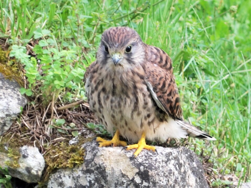 Faucon crécérelles Chasse14