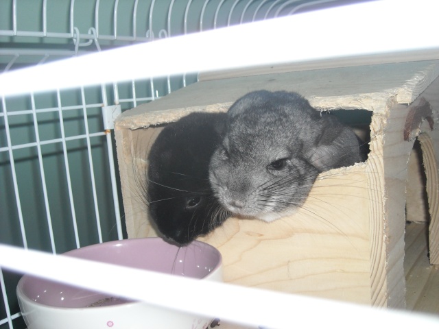 Concours octobre: Les chinchillas dans leurs maisons Dscn0714