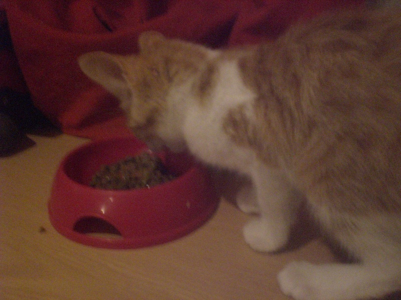 (classee)trouvé petite chatte rousse et blanche à L'ESCALE (04) 12/10/2010 Cimg3122