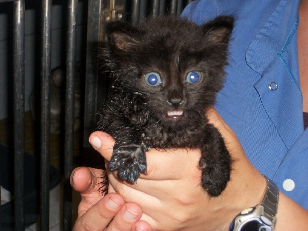 1 Chaton européen tigré, 15 jours Var. 3_chat13