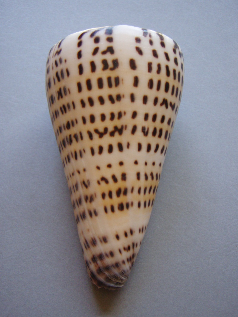 Conidae Conus (Lithoconus) leopardus f. millepunctatus  (Lamarck, 1822) 1-1_1010